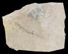 Permian Branchiosaur (Amphibian) Fossil - Germany #62916-1